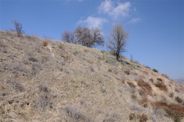 Golden State Highway, Castaic (3/13/2012 - Credits: Leo Fialho)