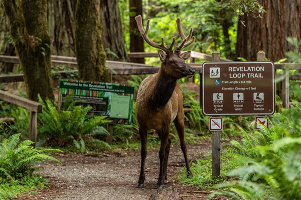 Prairie Creek Redwoods State Park (SP) within the Redwood National and State Parks (6/15/2022 - Credits: Brian Baer)