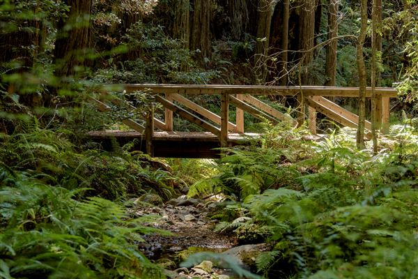 Kruse Rhododendron State Natural Reserve (SNR)