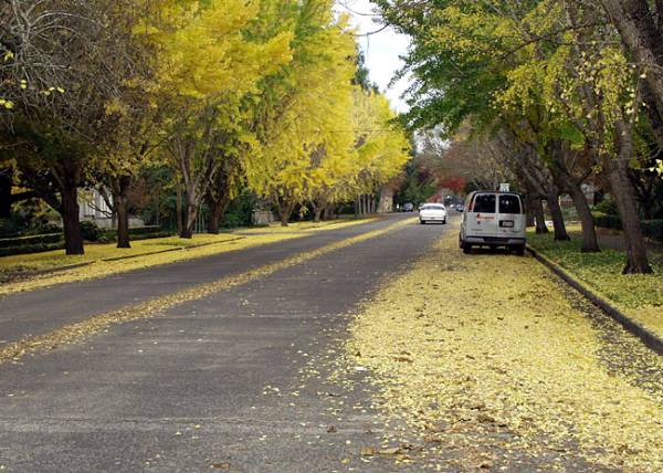 McDonald Avenue Neighborhood (12/31/2003)