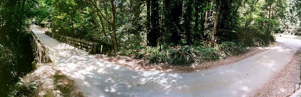 Forest of Nisene Marks State Park (SP), The (12/31/2003)