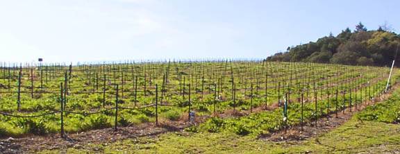 Overshine Wine Company (f.k.a. Armida Winery) (12/31/2003)