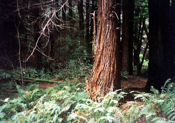 Pomo Canyon (Sonoma Coast State Park) (12/31/2003)