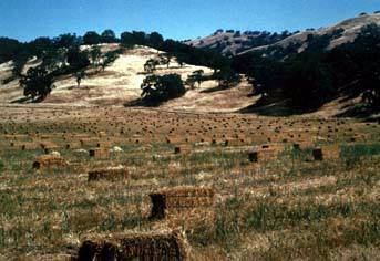 San Felipe Ranch Inc. / The Nature Conservancy California Program (12/31/2003)