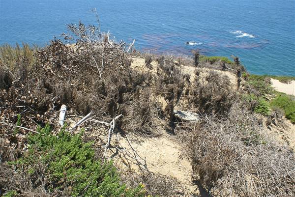 Point Dume Bluffs / Headlands / Big Dume Beach and Pirates Cove Beach @ Point Dume State Preserve - CFC (7/16/2010)