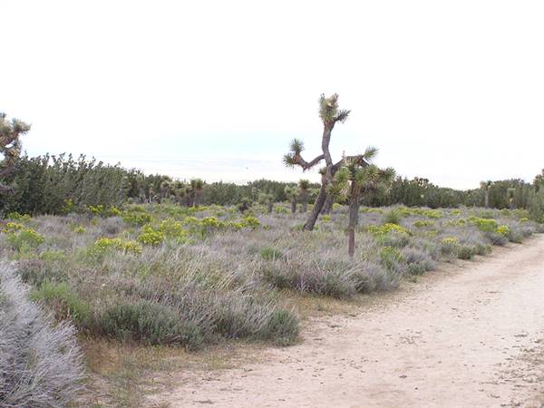 Arthur B. Ripley Desert Woodland State Park (SP) (8/9/2010)