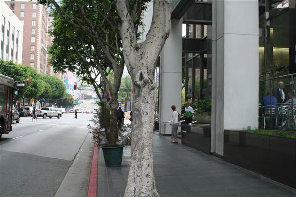 Olive St. between 6th and 7th St. (9/1/2010 - Credits: Lindsay Mizrahi)