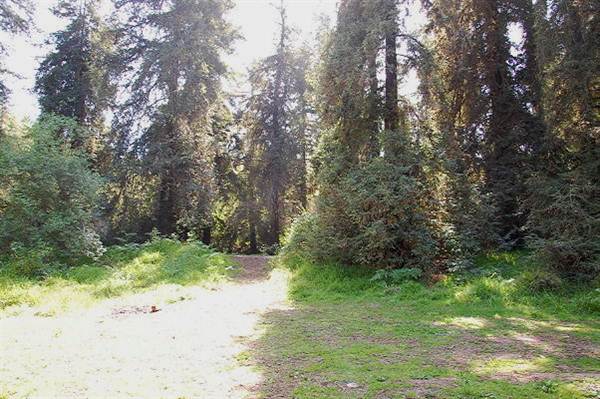 Griffith Park Redwoods - Cedar Grove (6/14/2011 - Credits: David Golden)