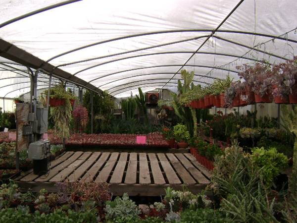 California Nursery Specialties - Cactus Ranch (6/22/2011 - Credits: J. Steven Witkowski)