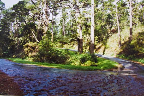 Fern Canyon Road (3/17/2008)
