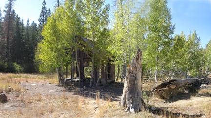 Aspens Near Highway 267 US Forest Service (10/8/2009)