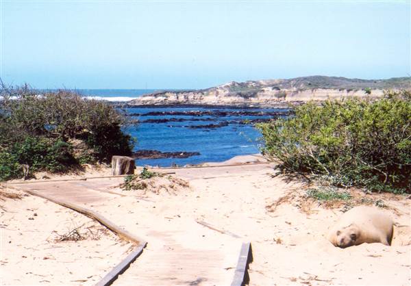 Año  Nuevo State Park (SP) (8/7/2013)