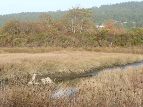 Arcata Marsh and Wildlife Sanctuary (1/20/2014)