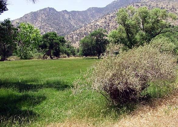 Canebrake Ecological Reserve - California Department of Fish and Wildlife (CDFW) (12/31/2003)
