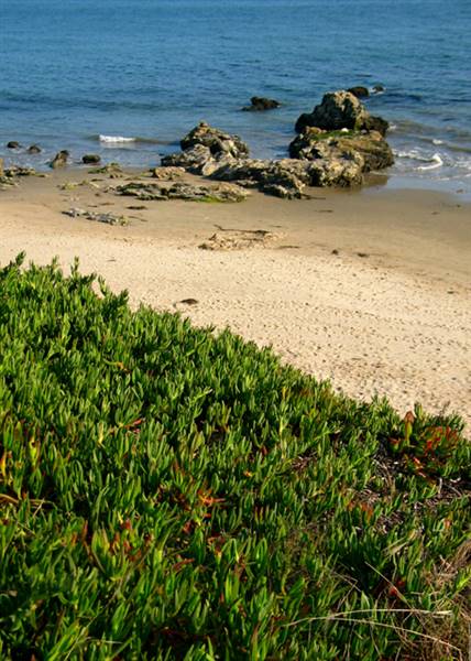 Carpinteria State Beach (SB) (2/19/2016)