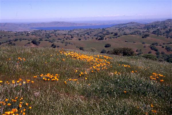 Pacheco State Park (SP) and Windmill Farm / Wind Energy (2/29/2016)