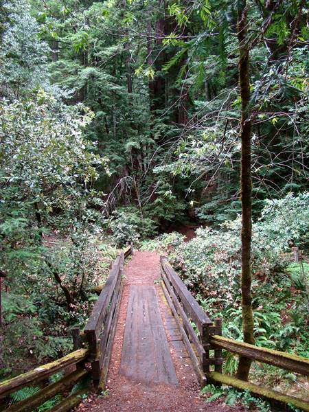 Armstrong Redwoods State Natural Reserve (SNR) - http://stateparkclosurestrip.blogspot.com/ (3/2/2016 - Credits: Photo courtesy of Lucy D'Mot)