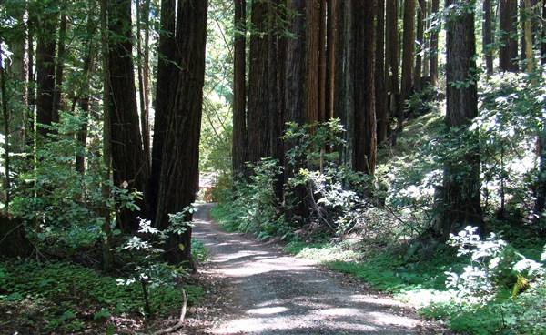 Portola Redwoods State Park (SP) - http://stateparkclosurestrip.blogspot.com/ (3/3/2016 - Credits: Photo courtesy of Lucy D'Mot)