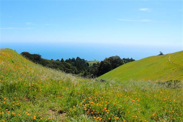 Mount Tamalpais State Park (SP) (3/9/2016 - Credits: Photo courtesy of Marin Convention & Visitors Bureau)