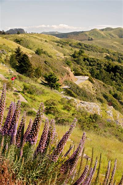 Mount Tamalpais State Park (SP) (3/9/2016 - Credits: Photo courtesy of Marin Convention & Visitors Bureau)
