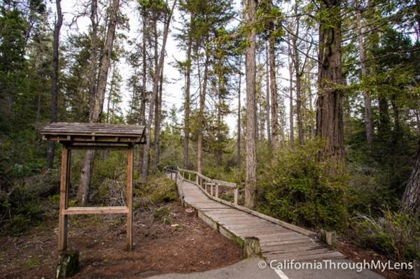 Van Damme State Park (SP) / Beach / Pygmy Forest / Fern Canyon Trail / Spring Ranch Trail - Fern Canyon Trail (3/24/2016 - Credits: Photo courtesy of Josh McNair, californiathroughmylens.com)