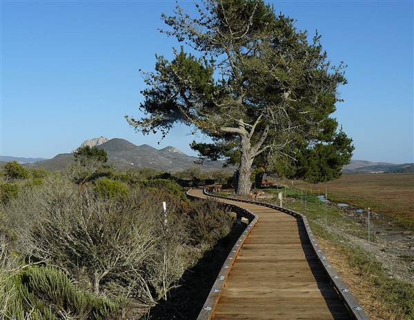 Morro Bay State Park (SP) (9/30/2012 - Credits: By docentjoyce [CC BY 2.0 (http://creativecommons.org/licenses/by/2.0)], via Wikimedia Commons)
