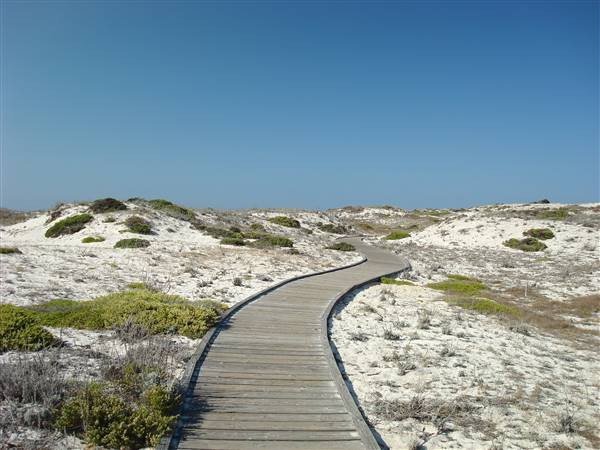 Asilomar State Beach and Conference Grounds (1/10/2008 - Credits: By John Loo from Sunnyvale, USA (Dunes  Uploaded by Ekabhishek) [CC BY 2.0 (http://creativecommons.org/licenses/by/2.0)], via Wikimedia Commons)