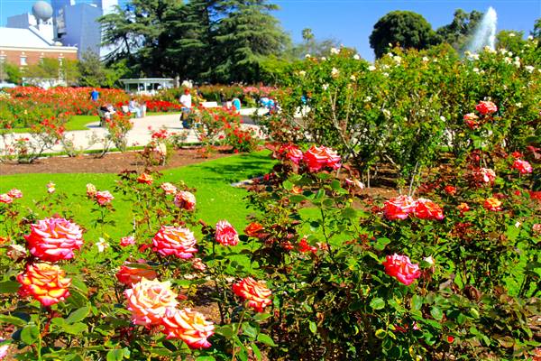 Exposition Park Rose Garden (4/15/2012 - Credits: By MikeJiroch (Own work) [CC BY-SA 3.0 (http://creativecommons.org/licenses/by-sa/3.0)], via Wikimedia Commons)