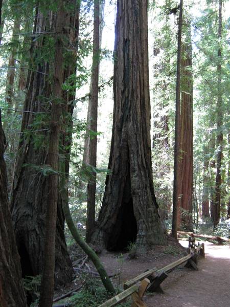 Armstrong Redwoods State Natural Reserve (SNR) (9/3/2009 - Credits: "IMG_0133" by Steven Miller (CC BY-NC-ND 2.0) [ https://creativecommons.org/licenses/by-nc-nd/2.0/ ] https://www.flickr.com/photos/mlevel/)