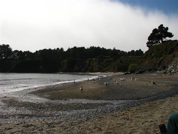 Van Damme State Park (SP) / Beach / Pygmy Forest / Fern Canyon Trail / Spring Ranch Trail - Beach (5/15/2009 - Credits: "Van Damme, State Park" by Jimmy Coupe (CC BY 2.0) [https://creativecommons.org/licenses/by/2.0/] https://www.flickr.com/photos/epoucsemaj/)