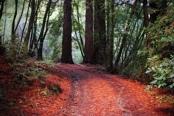 Samuel P. Taylor State Park (SP) (11/20/2010 - Credits: "Trail going up" by Lisa Williams (CC BY 2.0) [https://creativecommons.org/licenses/by/2.0/legalcode] https://www.flickr.com/photos/pixellou/)
