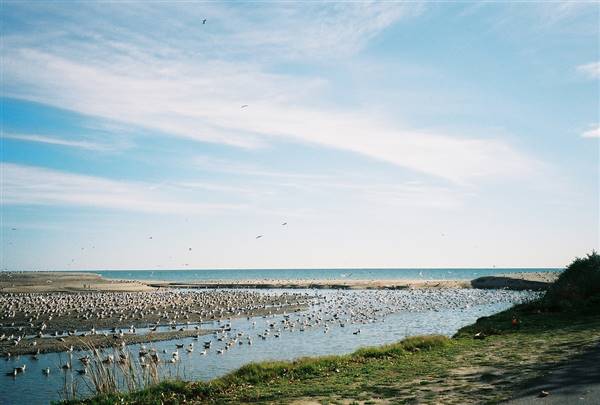 Doheny State Beach (SB) (1/8/2008 - Credits: "Birdcreek" by Charles Wagner (CC BY-ND 2.0)[https://creativecommons.org/licenses/by-nd/2.0/legalcode]https://www.flickr.com/photos/chazwags/)