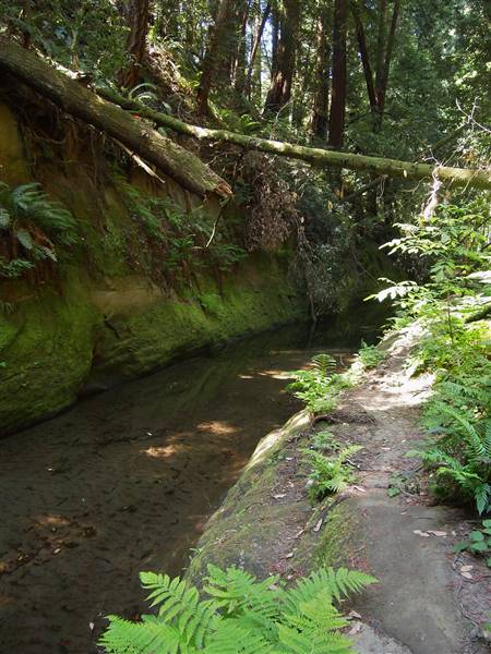 Forest of Nisene Marks State Park (SP), The (5/29/2013 - Credits: "Forest of Nisene Marks" Image by J. Maughn (CC BY-NC 2.0)[https://creativecommons.org/licenses/by-nc/2.0/legalcode]https://www.flickr.com/photos/jmaughn/)