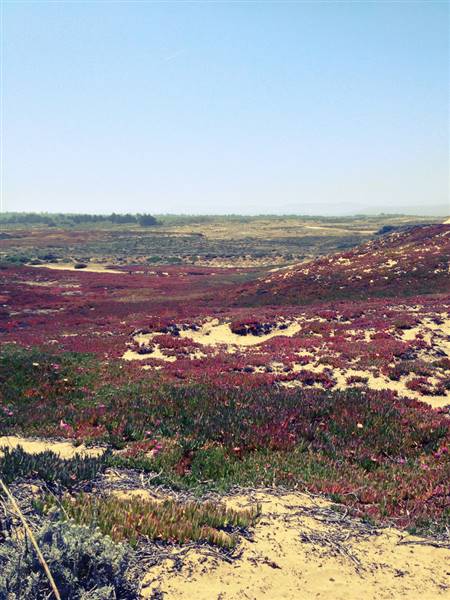 Fort Ord National Monument (5/1/2013 - Credits: "The View from Where I Stand" by Amy Marbach (CC BY-NC-ND 2.0)[https://creativecommons.org/licenses/by-nc-nd/2.0/legalcode] https://www.flickr.com/photos/amyofbadgroove/)