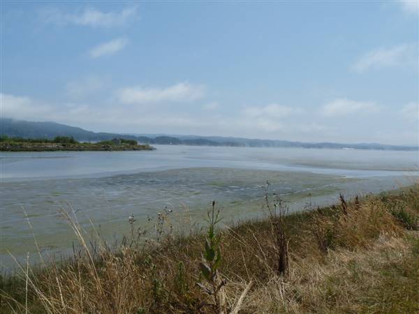 Arcata Marsh and Wildlife Sanctuary (7/16/2009 - Credits: "Arcata Marsh Tall Grass" by Christopher, Tania and Isabella Luna (CC BY 2.0)[https://creativecommons.org/licenses/by/2.0/legalcode]https://www.flickr.com/photos/the_luna/)