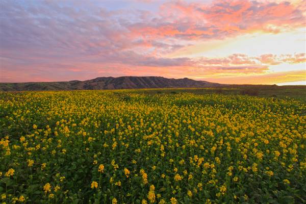 Channel Islands National Park - Santa Cruz Island (1/29/2015 - Credits: "Santa Cruz Island Sunset" by Michael Field (CC BY-NC 2.0)[https://creativecommons.org/licenses/by-nc/2.0/legalcode]https://www.flickr.com/photos/minkfink58/)