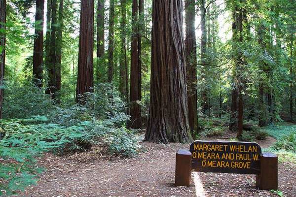 John B. Dewitt Redwoods State National Reserve (SNR) (8/4/2016 - Credits: Photograph courtesy of David Baselt | http://www.redwoodhikes.com/Dewitt/Dewitt.html)