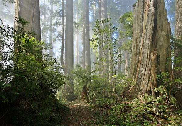 Del Norte Coast Redwoods State Park (SP) within the Redwood National and State Parks (8/4/2016 - Credits: Photograph courtesy of David Baselt - http://www.redwoodhikes.com/DelNorte/DelNorte.html)