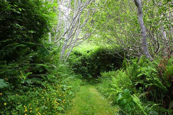 Del Norte Coast Redwoods State Park (SP) within the Redwood National and State Parks (8/4/2016 - Credits: Photograph courtesy of David Baselt - http://www.redwoodhikes.com/DelNorte/DelNorte.html)
