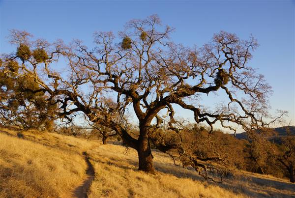 Henry W. Coe State Park (SP) (12/4/2011 - Credits: "2011-12-04 Morgan Hill, Henry W. Coe State Wilderness Park 050.jpg" by Allie Caulfield (CC BY 2.0)[https://creativecommons.org/licenses/by/2.0/legalcode]https://www.flickr.com/photos/wm_archiv/)