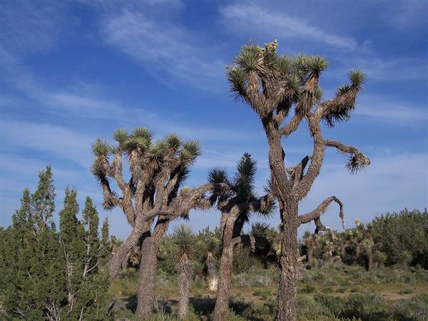 Arthur B. Ripley Desert Woodland State Park (SP) (4/2/2005 - Credits: "100_3073" by Anne Boyd (CC BY-NC-ND 2.0)[https://creativecommons.org/licenses/by-nc-nd/2.0/legalcode]https://www.flickr.com/photos/thenitpicker/)