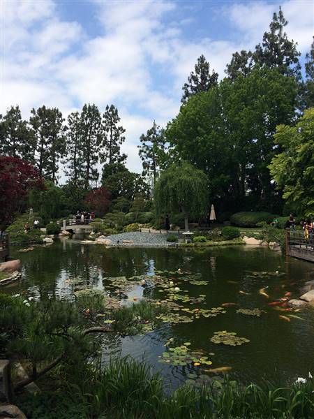 Earl Burns Miller Japanese Garden - California State University Long Beach - CSULB (5/15/2016 - Credits: "Untitled" by Sergei Gussev (CC BY 2.0)[https://creativecommons.org/licenses/by/2.0/legalcode]https://www.flickr.com/photos/sergeigussev/)
