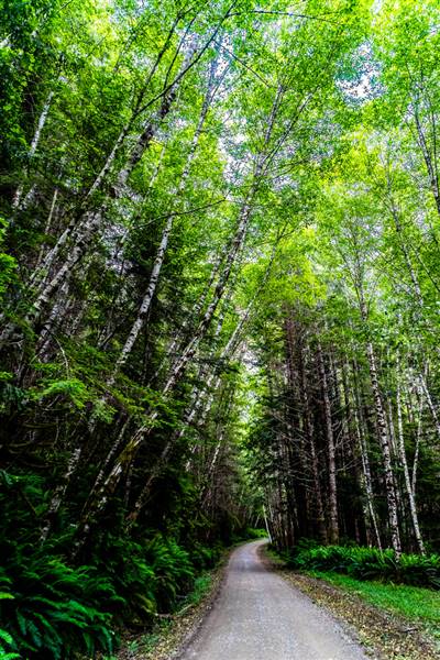 Redwood National & State Parks (5/25/2016 - Credits: "Redwood National Park, California, United States" by Mark Weston (CC BY-NC-ND 2.0)[https://creativecommons.org/licenses/by-nc-nd/2.0/legalcode]https://www.flickr.com/photos/markwestonphoto/)