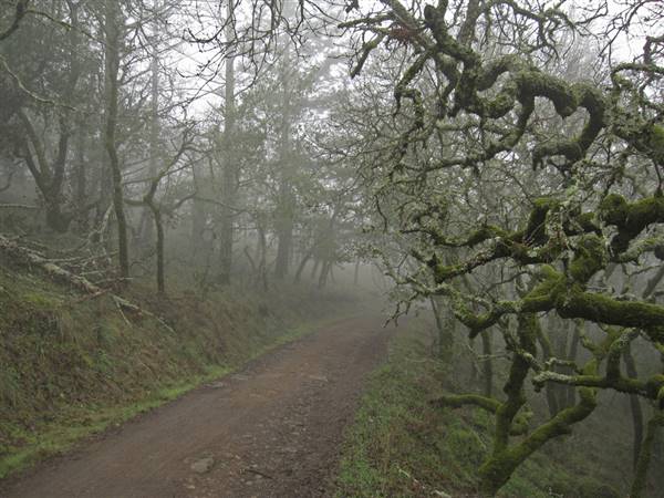 Trione-Annadel State Park (SP) (1/7/2011 - Credits: "Warren Richardson Trail" by Ben Amstutz (CC BY-NC-ND 2.0)[https://creativecommons.org/licenses/by-nc-nd/2.0/legalcode]https://www.flickr.com/photos/infinitewilderness/)