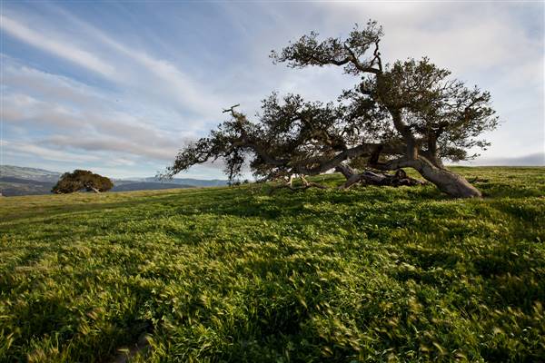 Fort Ord National Monument (4/30/2012 - Credits: "Tree in Field at Ford Ord" by BLM California (CC BY-NC-ND 2.0)[https://creativecommons.org/licenses/by-nc-nd/2.0/legalcode] https://www.flickr.com/photos/blmcalifornia/)