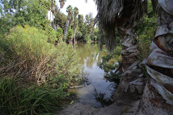 Los Angeles County Arboretum (11/3/2016 - Credits: Photo courtesy of Kris Bunting)