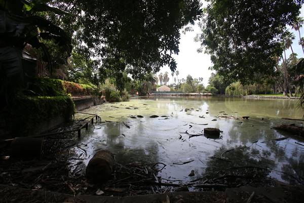 Los Angeles County Arboretum (11/3/2016 - Credits: Photo courtesy of Kris Bunting)
