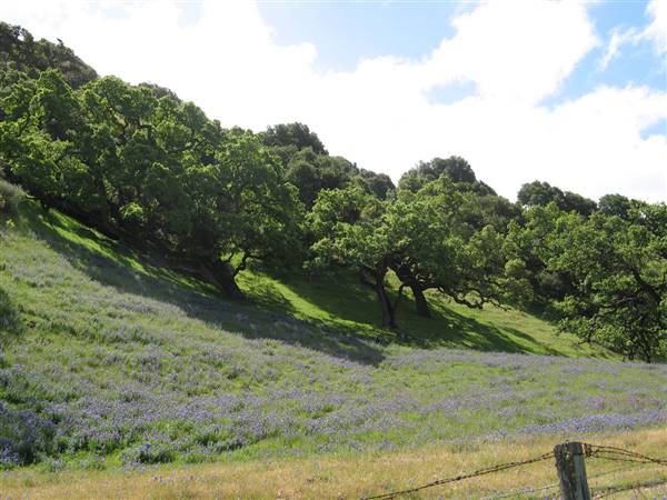 Salinas Valley (6/28/2017)