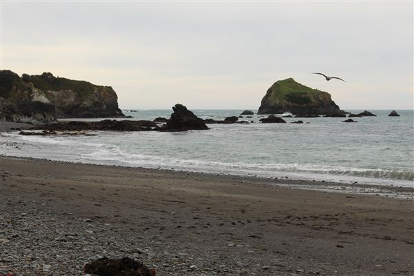 Van Damme State Park (SP) / Beach / Pygmy Forest / Fern Canyon Trail / Spring Ranch Trail - Beach (4/5/2017 - Credits: Kellen Lim)