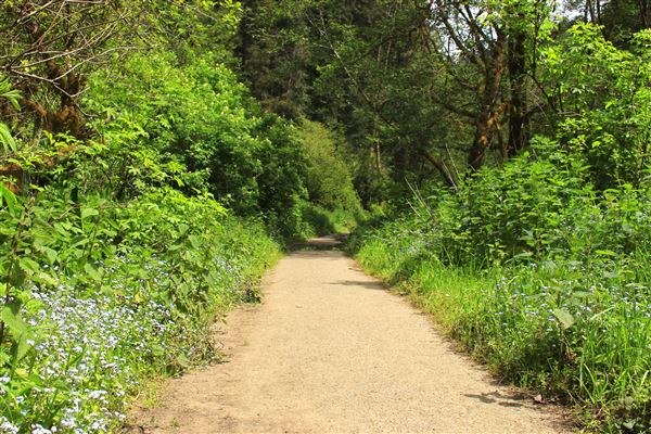 Russian Gulch State Park (SP) / Russian Gulch Bridge - Highway 1 - Fern Canyon Trail - paved trail (4/22/2018 - Credits: Kellen Lim)